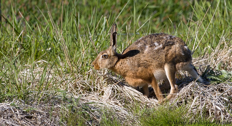 Lievre 9370_wm.jpg - Lièvre femelle, probablement gestante à en voir son ventre rond! (Öland, Suède, juin 2011)